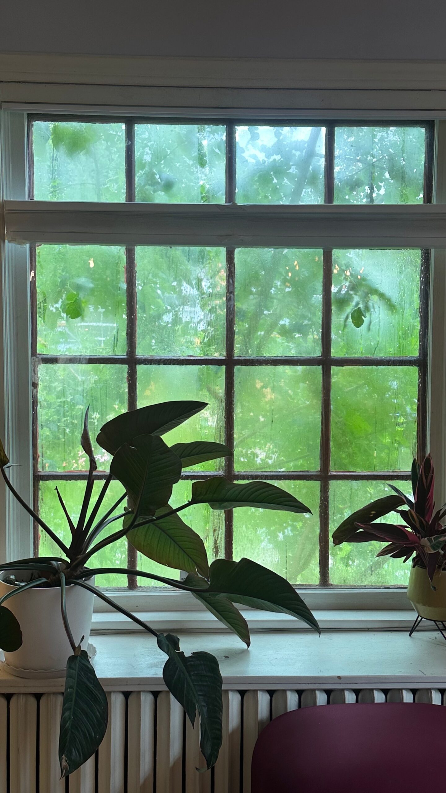 Houseplants on a sunny window sill above a radiator